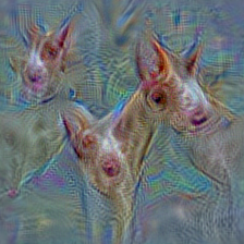 n02091134 whippet